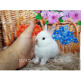 Lop