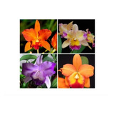  Orquídea Cattleya ( Várias Mudas Lindas)