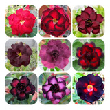 Rosa Deserto - 25 Sementes Dobradas E Triplas