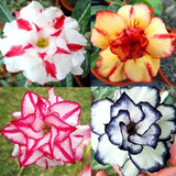 Semente De Rosa Do Deserto Mix Cores - 10 Sementes Adenium