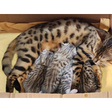  Vendo Filhotes Gato Bengal Silver E Laranja 