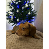 A Bela Dachshund basset Filhote Mini Fêmea Achocolatada