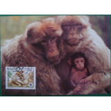 A176 Argélia Fauna Macacos 4 Máximos Postais Com Cpd De 1998