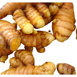 Açafrão Da Terra Raiz Fresca cúrcuma In Natura 1 Kilo