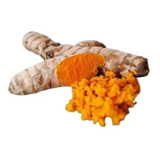 Açafrão Da Terra Raiz Fresca Cúrcuma Longa Orgânico 1 Kg
