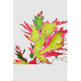 Acer Palmatum Pink Butterfly