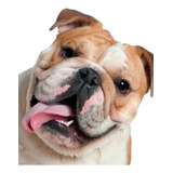 Brinde