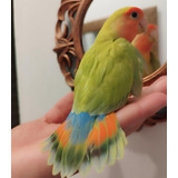 Sp