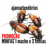 Ajamartenébrios Baratas De Madagáscar Jovens 1 m E 3 f 