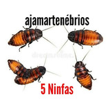 Ajamartenebrios Baratas De Mandagascar 5 Finfas