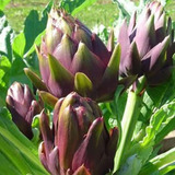 Alcachofra Roxa Romanha Sementes Para Plantios