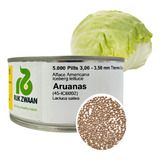 Alface Americana Aruanas Rijk Zwaan 5000 Sementes