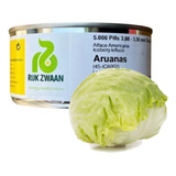 Alface Americana Aruanas Rijk Zwaan 5000 Sementes