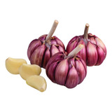 Alho Roxo 1kg Consumo Ou Plantio Otima Qualidade Promoção