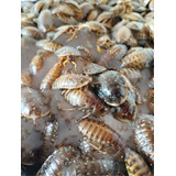 Alimento Vivo Barata Dubia Bd 50un nino 