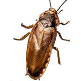 Alimento Vivo Barata Palida 50 Unidades Bp 50un nino 