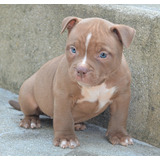 American Bully Filhote Pedigree Envio Para Todo Brasil