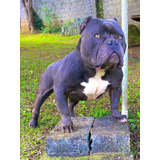 American Bully Pocket