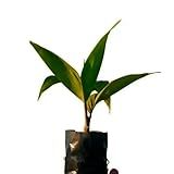 AMK Jardinagem E Paisagismo- Muda De Palmito Pupunha 20 A 40cm AMK - Plantas Online