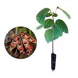 AMK Jardinagem E Paisagismo Muda De Olho De Cabra 20 A 40cm AMK Plantas Online