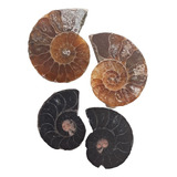 Amonite Concha Fossil Jurassico