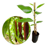Produzir