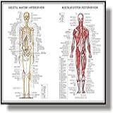 AMYII Pôster Anatômico Do Sistema Muscular Esqueleto Gráfico De Anatomia Muscular Gráfico Anatômico Corpo Humano Educativo Para Anatomia Humana Pôster 40x60cm Sem Moldura
