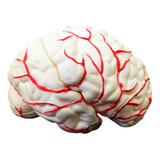 Anatomia Do Cérebro Humano Com Artérias Em 8 Partes
