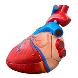 Anatomia Do Coração Ampliado Em 5 Partes