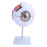 Anatomia Do Olho Humano Modelo Globo