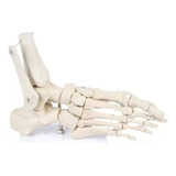 Anatomia Do Pé Esqueleto