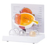 Anatomia Modelo Olho Globo Ocular Córnea Humano Catarata