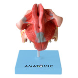 Anatomia Órgão Genital Feminino Em 4 Partes
