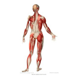 Anatomy Of The Back Leg Shop 4 Gravuras Anatomia Artística