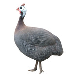 12un
