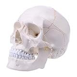 Angwang Modelo De Crânio Humano Em