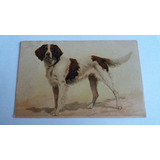 Antigo Postal Animais