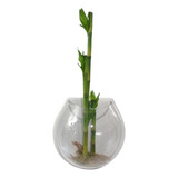 Aquário 1 2 Globo Parede 1lt Betta Planta Decor Acrílico