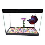 Betta