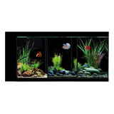 Bettas