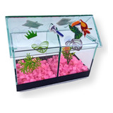 Bettas