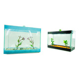 Bettas