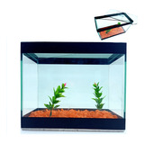 Aquário Invisivel Para 2 Peixes Betta Beteira Decorado Duplo