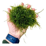 Subulata