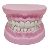 Arcada Dentária Modelo 3d Dente Gengiva Boca Anatomia