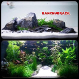 Aquario
