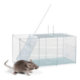 Ratazanas