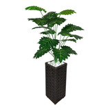 Plantas