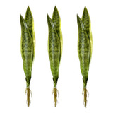 Arranjo Com 3 Espadas De São Jorge Artificial Flores
