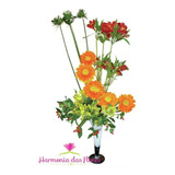 Alstroemerias